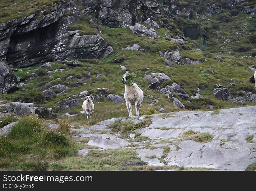 2 saheeps in an valley in ireland. 2 saheeps in an valley in ireland