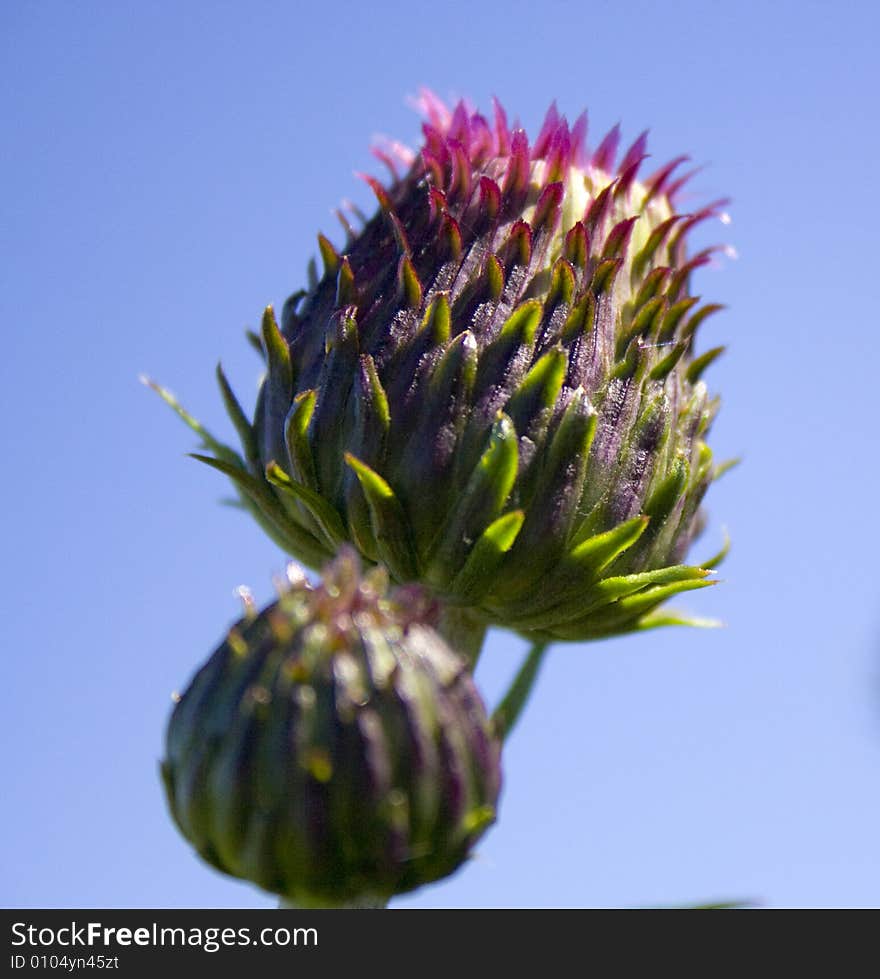 Angry flower