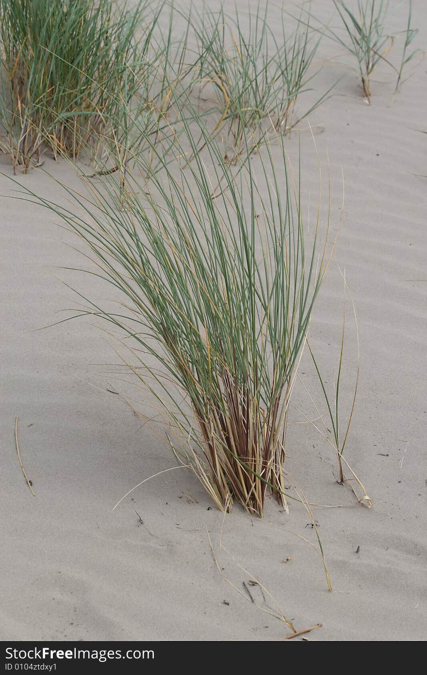 Marram grass