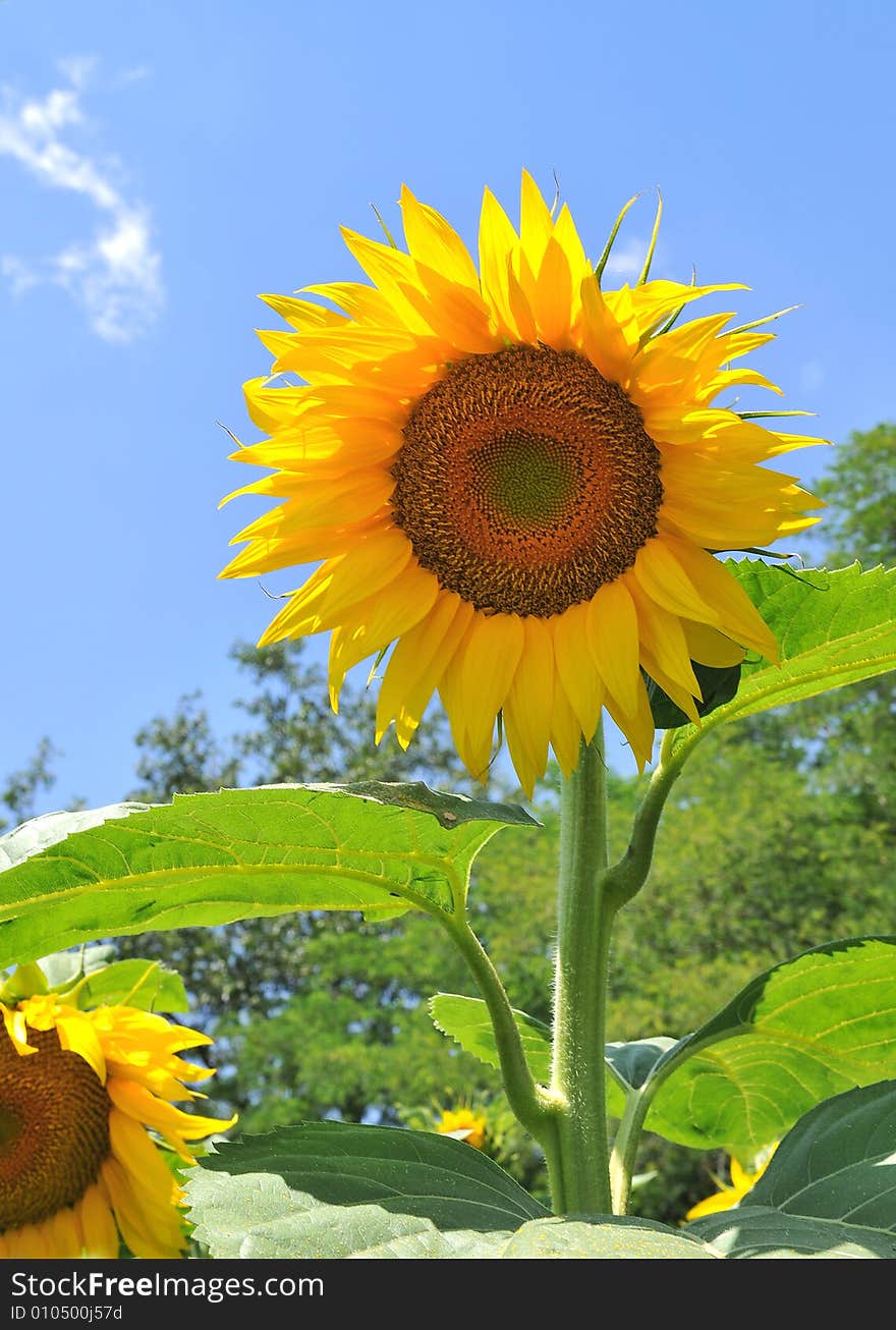 Sunflower