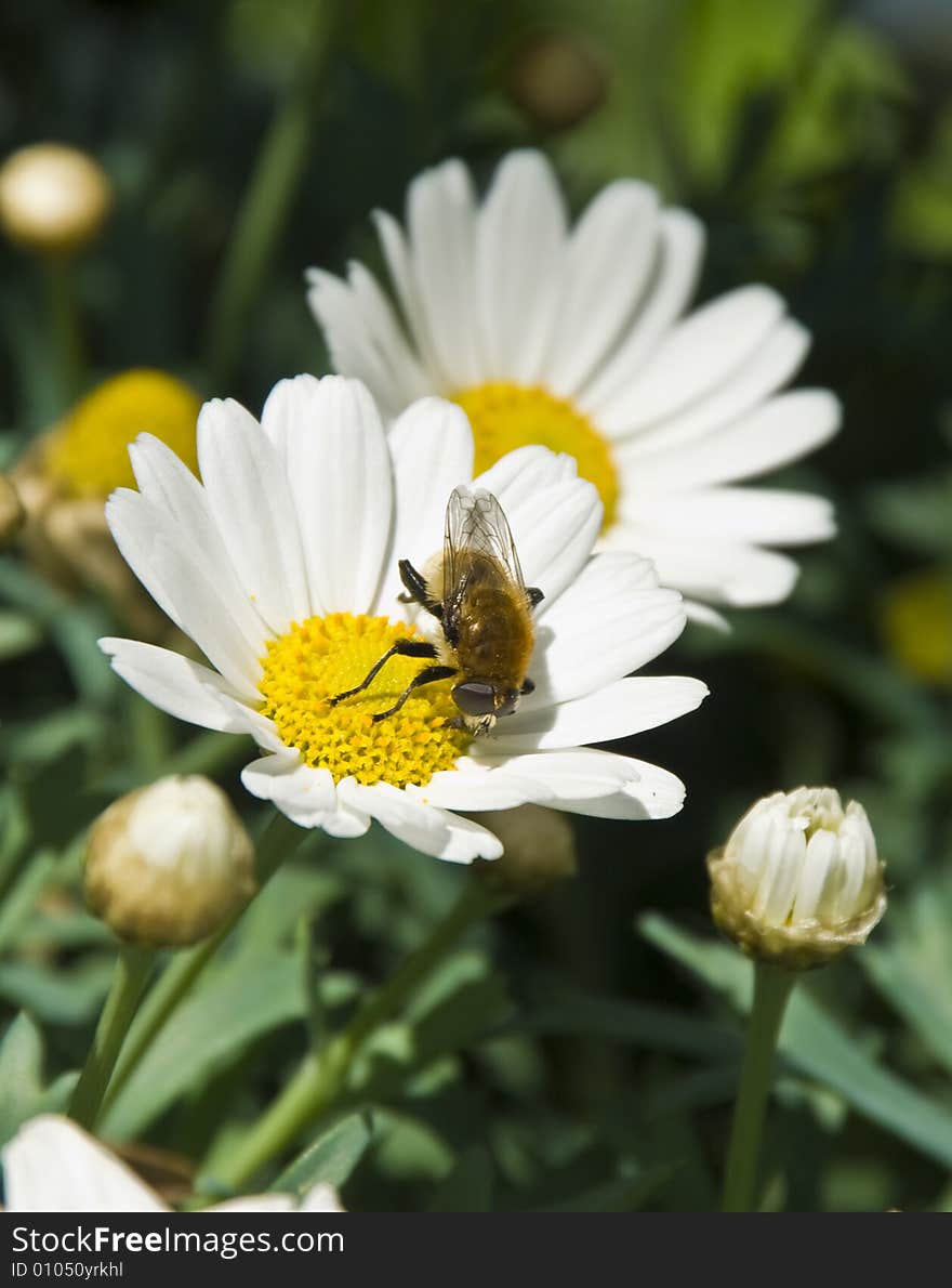 Two Daisies with a Small Bee on it.