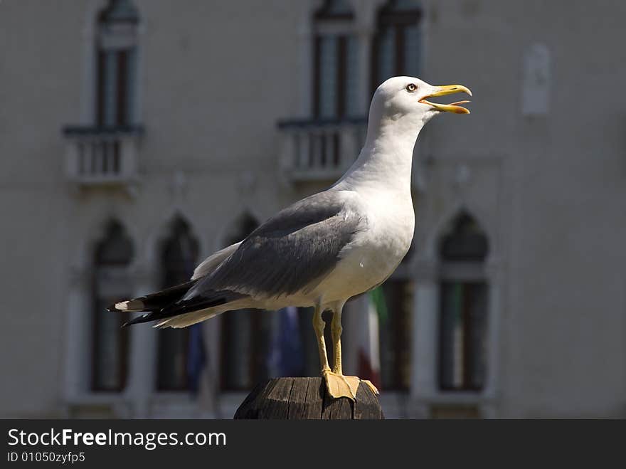 Seagull on pole