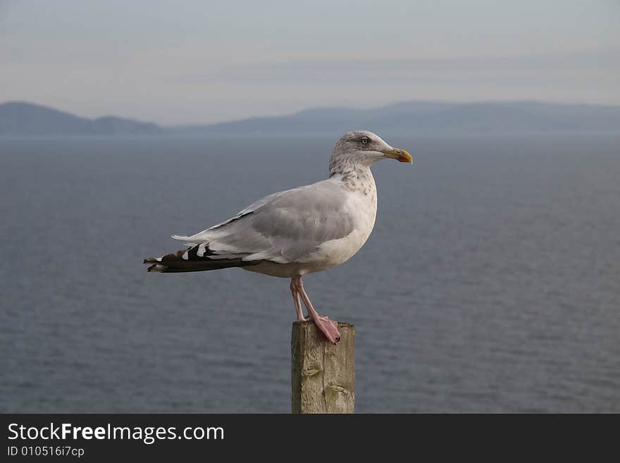 A sea gull sittingon an stake