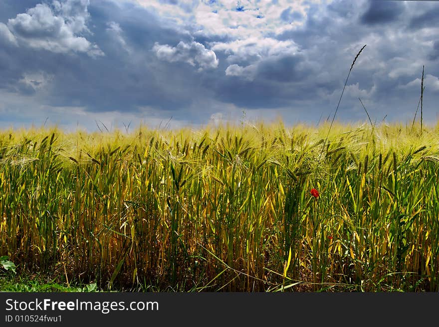 Wheat Field And Cloudy Sky