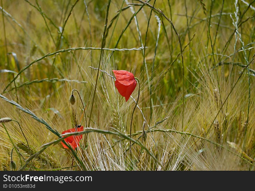 Poppy in wheat field