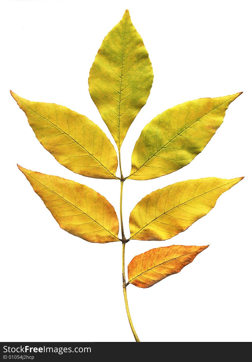 Autumn leaf on a white background