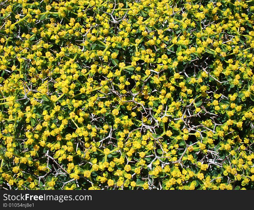 Flower background with yellow flowers