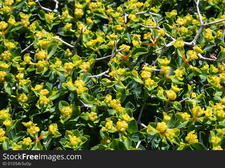 Flower background with yellow flowers