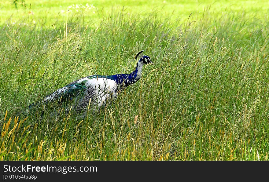 Image of peacok in the garden