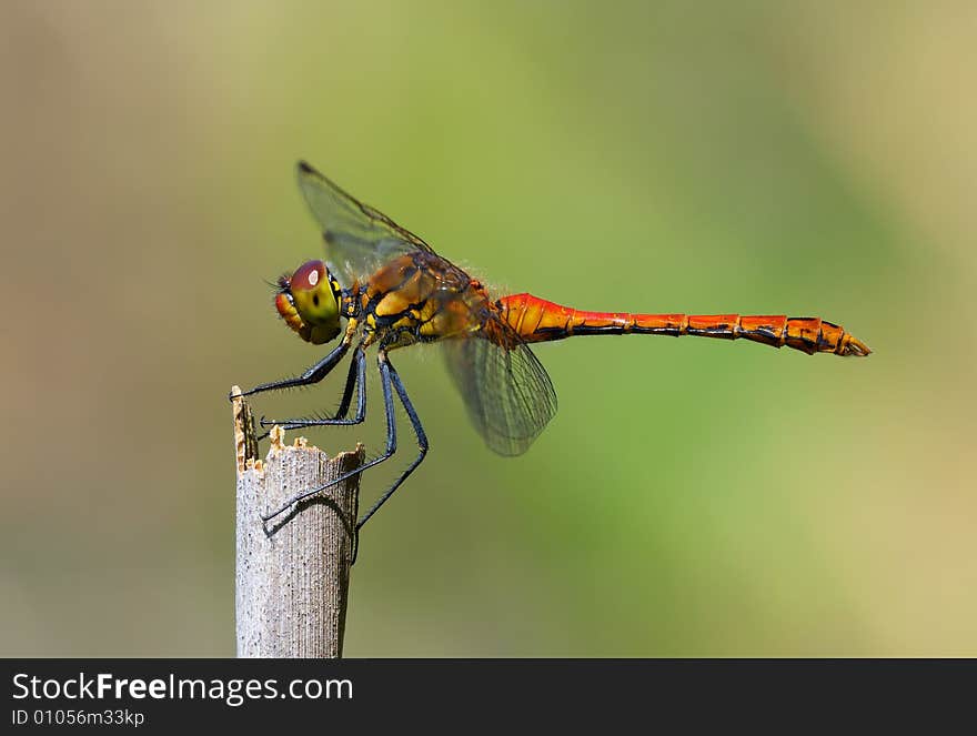 Macro detail of european dragonfly - Sympetrum sanguineum. Macro detail of european dragonfly - Sympetrum sanguineum