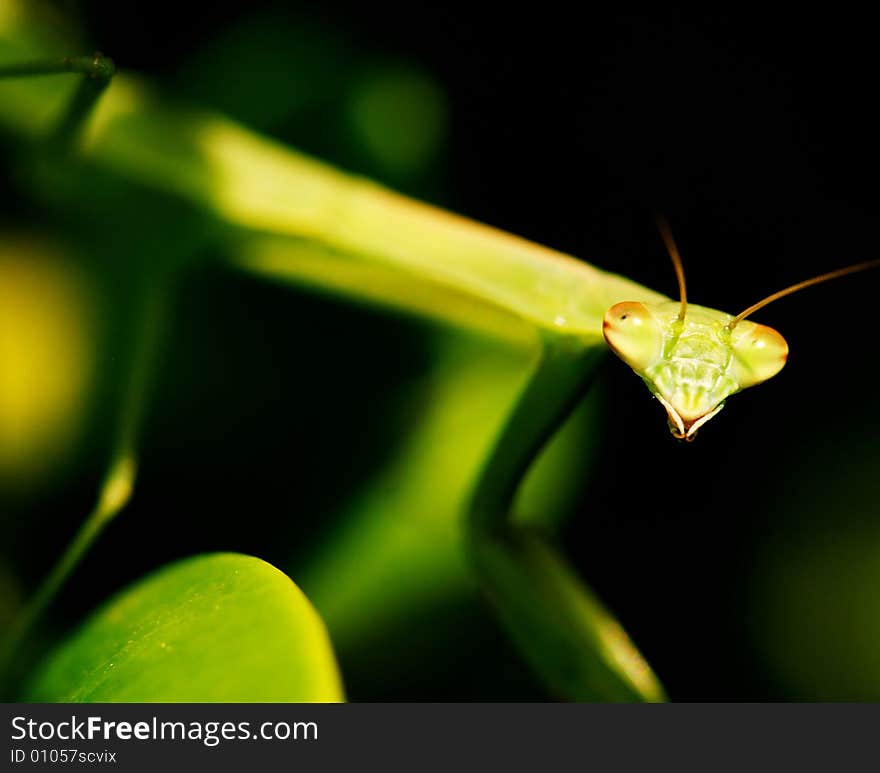 Juvenile Praying Mantis