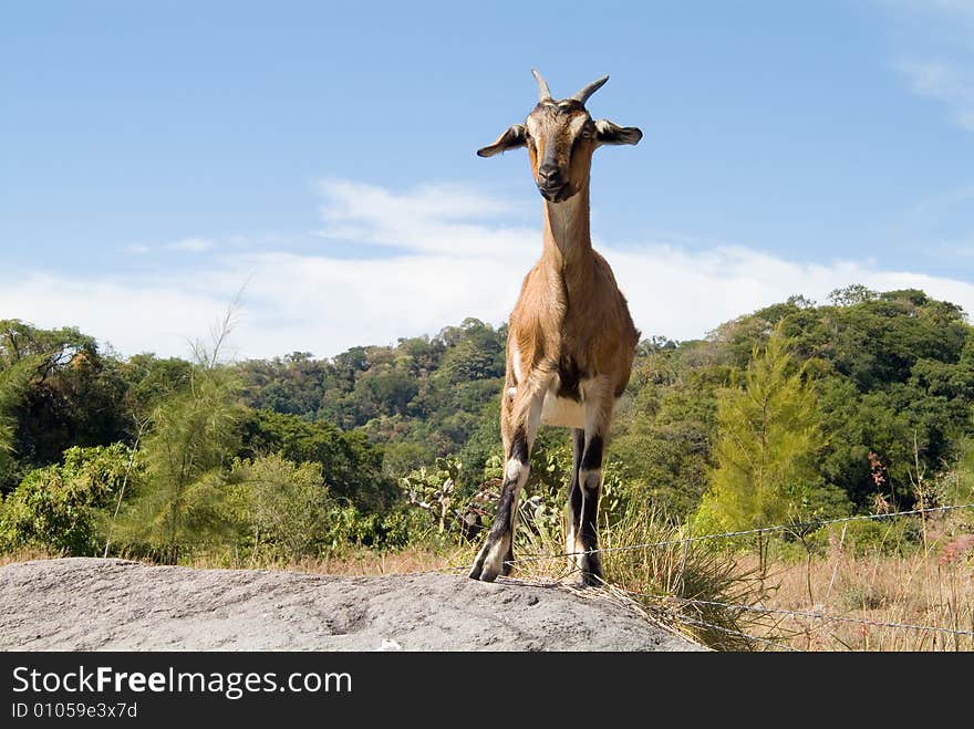 Funny goat on top of a rock