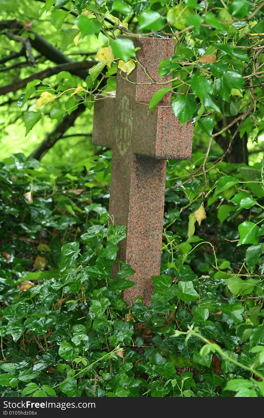 Grave stone in a shape of a cross which has been over grown by ivry. Grave stone in a shape of a cross which has been over grown by ivry