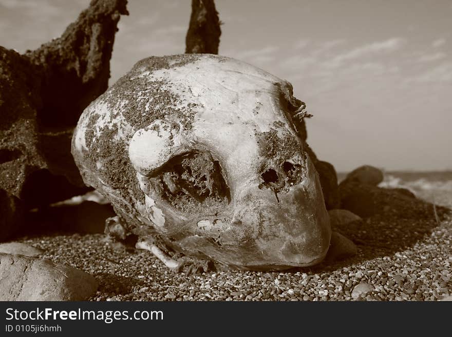 Skeleton of a dead snapping turtle found in the sand of a beach in Crete, Greece