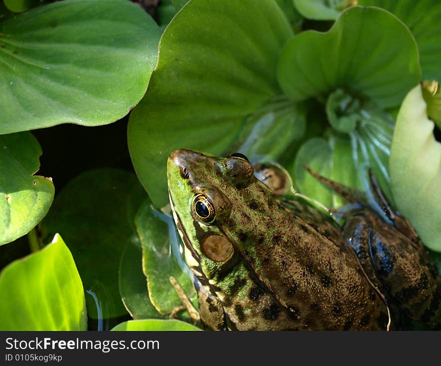 Frog On A Lily Pad