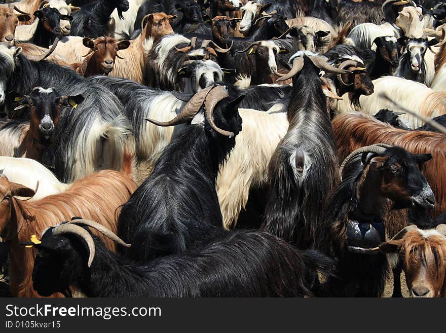 Black, white and brown goats in a pen