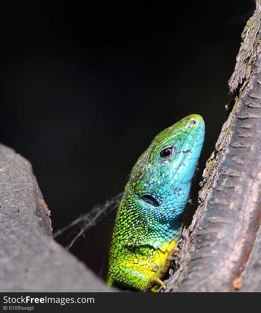 Green lizard on a black background