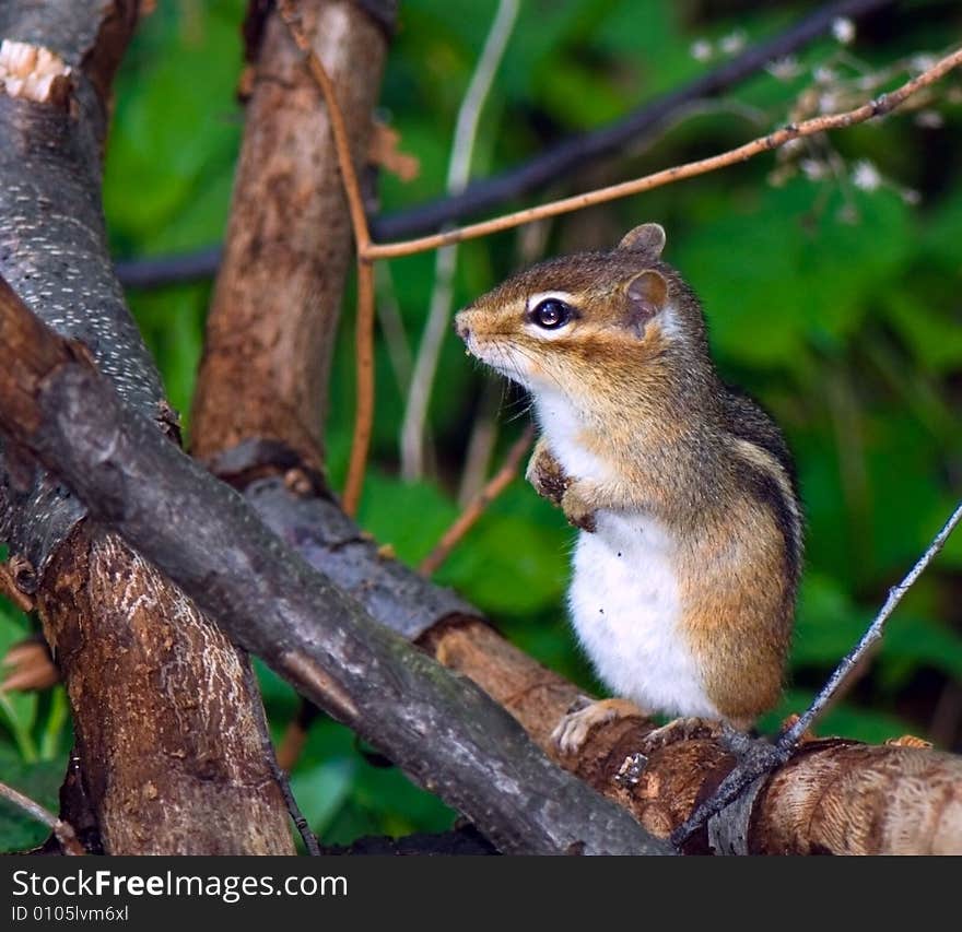 Careful eastern chipmunk