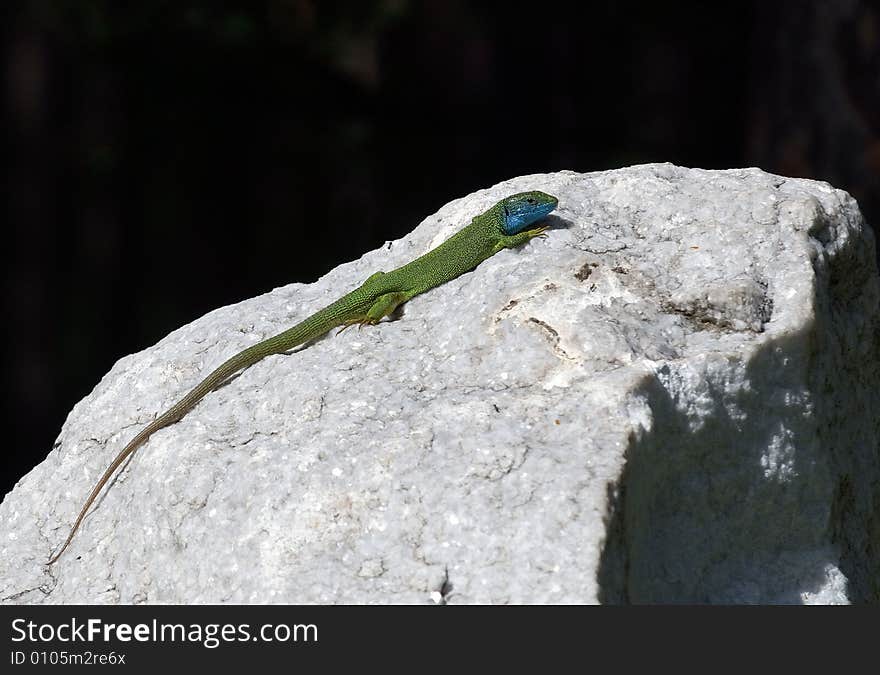 Lizard on a white stone with black background