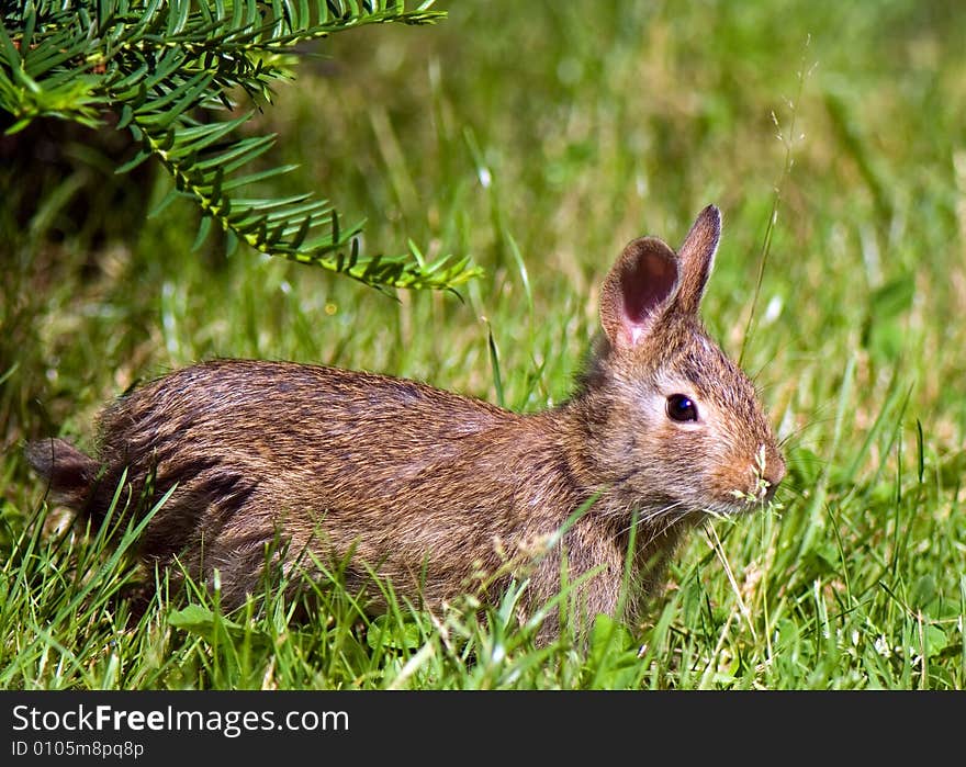 Hare went out the forest and calmed down to warm up in the sunshine. Hare went out the forest and calmed down to warm up in the sunshine