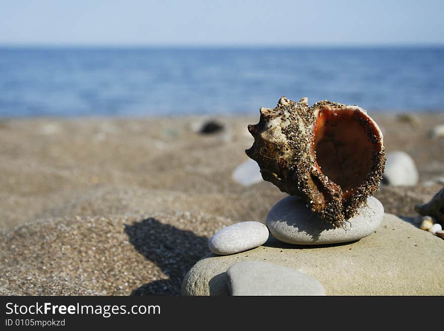 Seashell and pebble