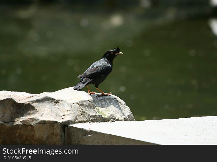 Crow Near The River