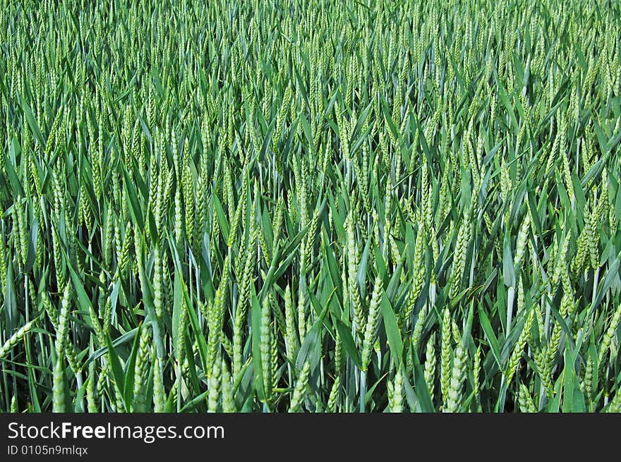 Wheat Background