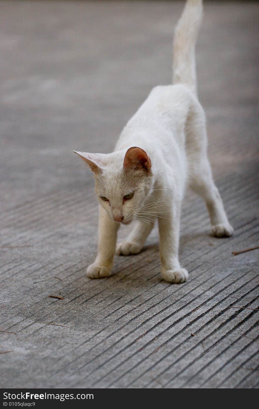 Picture of the white cat