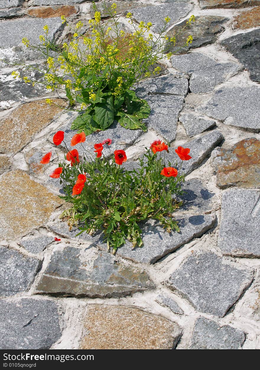 Bushes of red poppy and of yellow bittercress at the stone-work. Bushes of red poppy and of yellow bittercress at the stone-work.