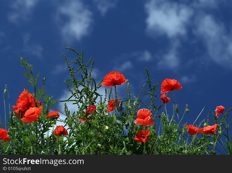 Red Poppy And Blue Sky