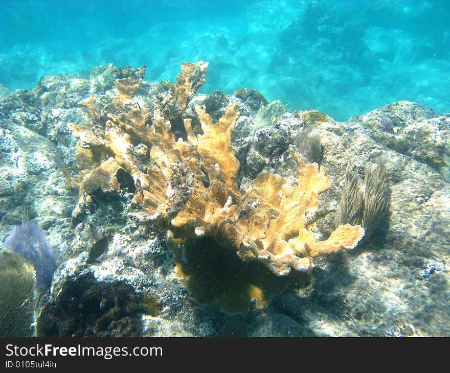 Underwater Stag Coral