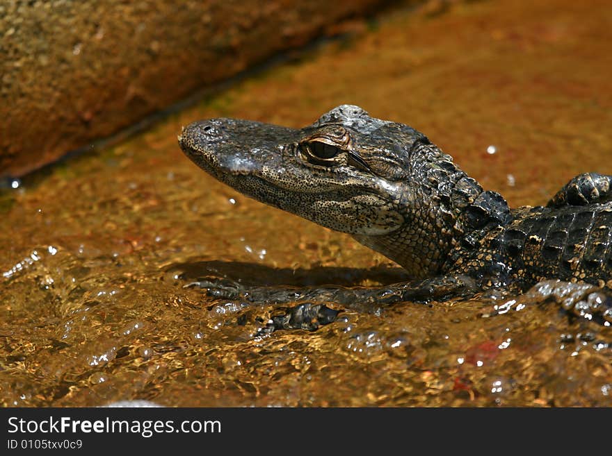 Baby Alligator