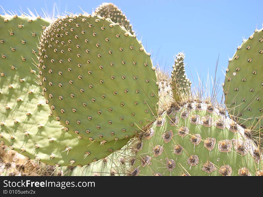 A cactus as seen on the Galapagos Islands, Ecuador. A cactus as seen on the Galapagos Islands, Ecuador.