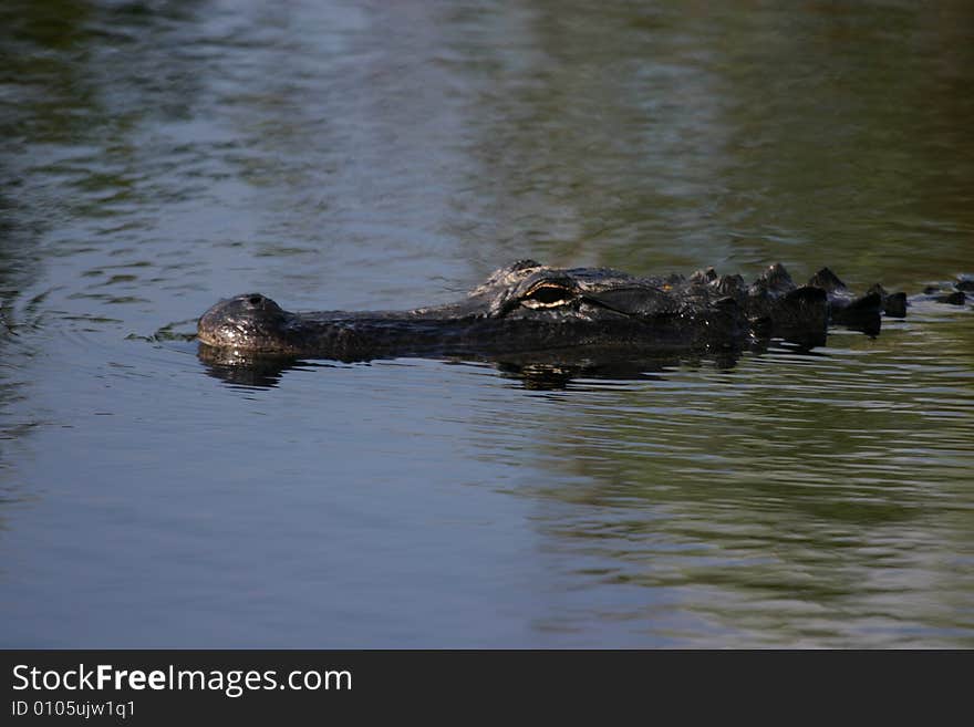 Swimming Alligator