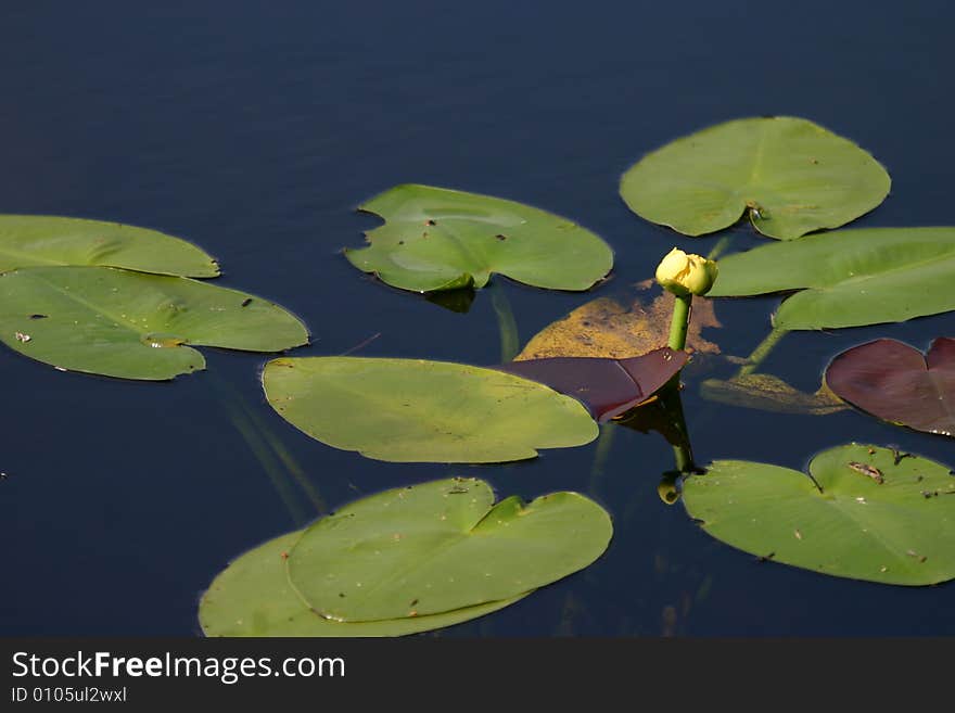 A water lily at Everglades National Park