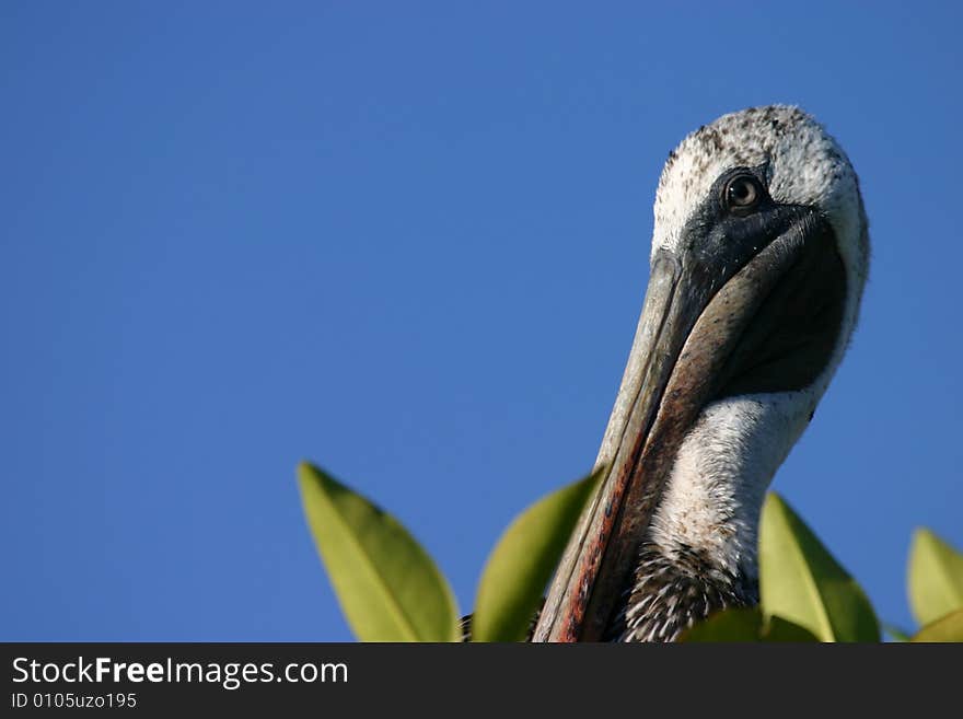 Pelican