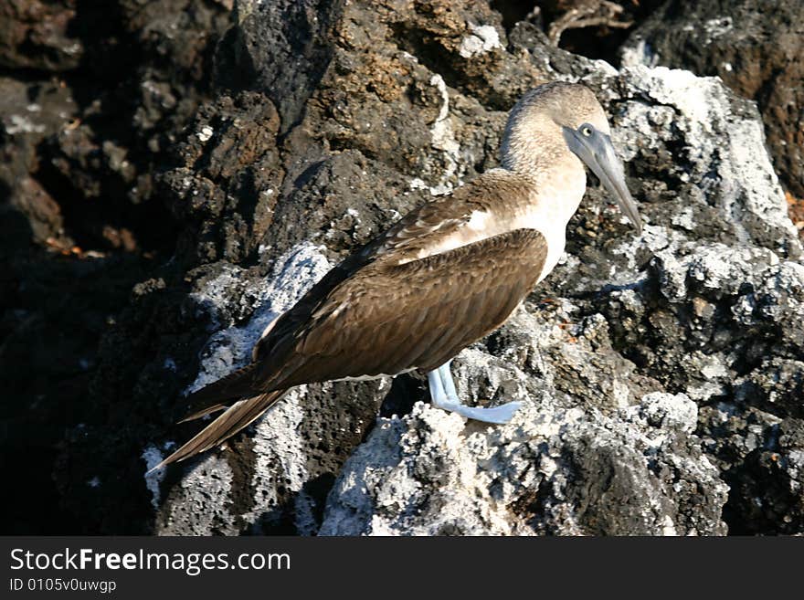 Resting Blue-Footed Bobby