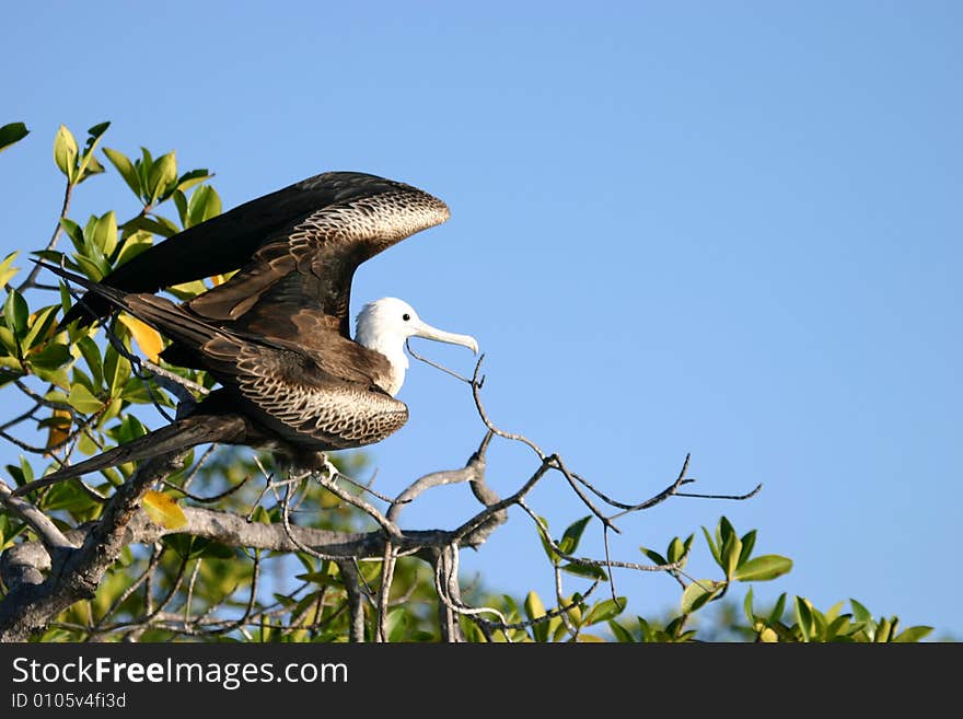 Galapagos Bird