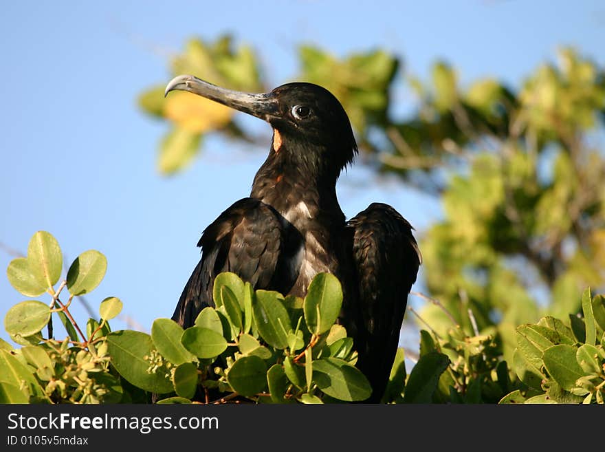 A bird on a tree in the Galapagos Islands. A bird on a tree in the Galapagos Islands.