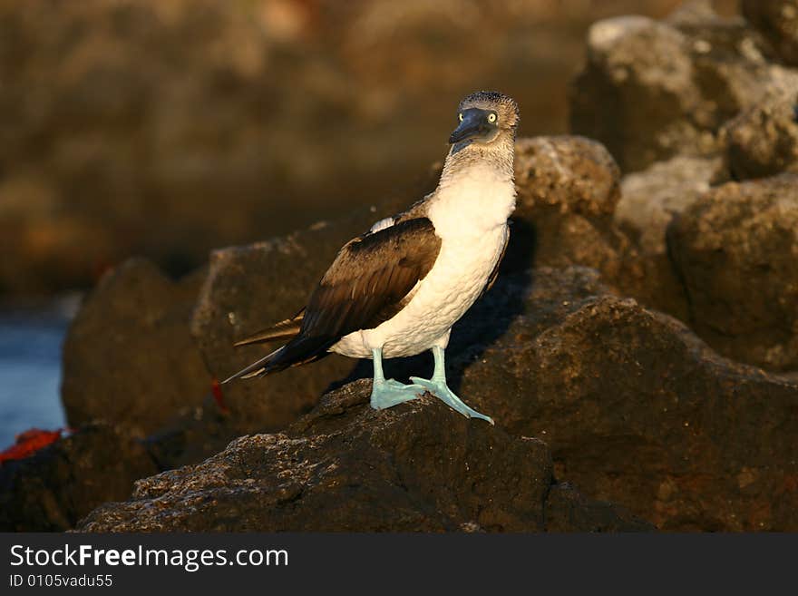 Blue-Footed Bobby on Lava