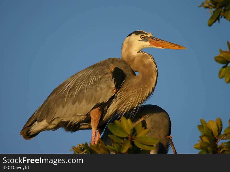 Bird and Blue Sky