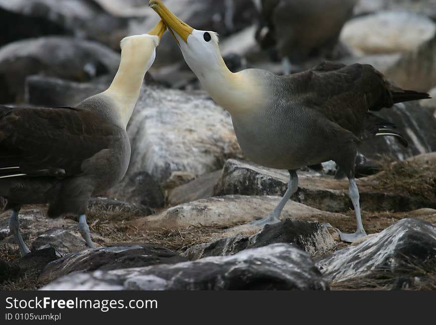 Albatross Fighting