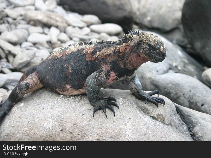 Ecuador Iguana