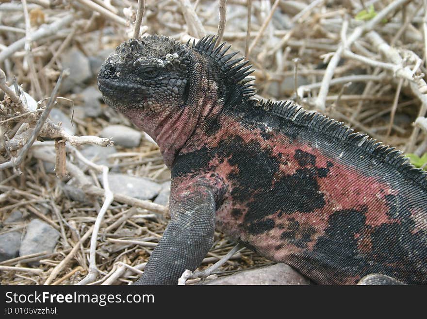 Sea Iguana in Ecuador