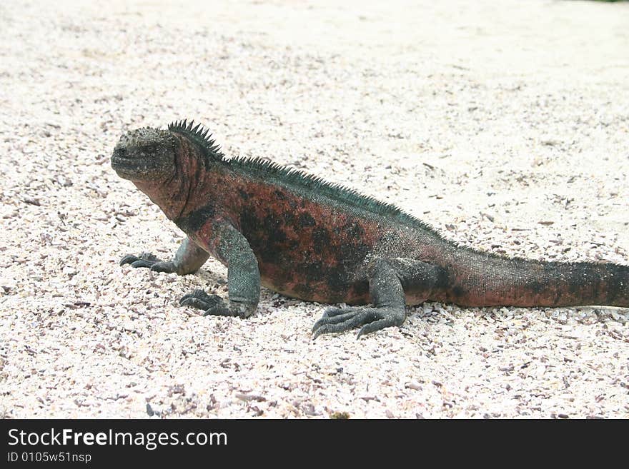 Galapagos Sea Iguana