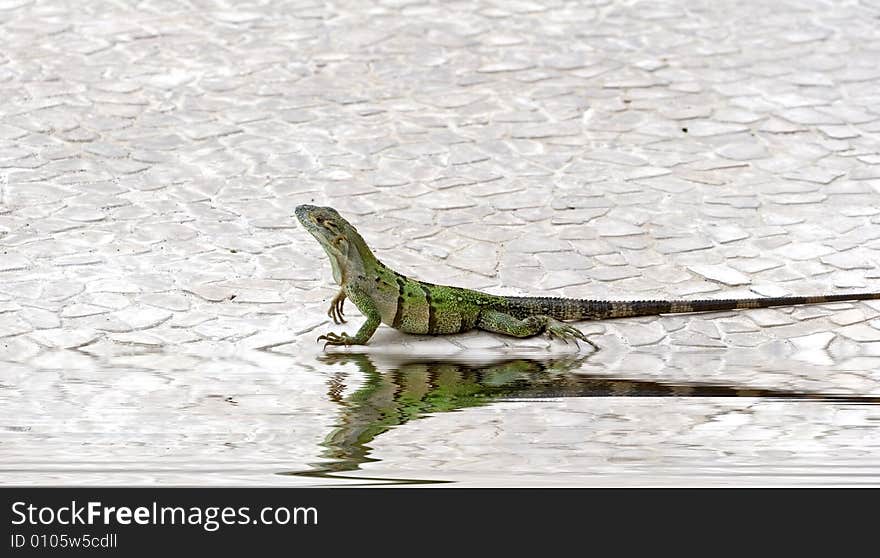 Iguana on Edge of Pool