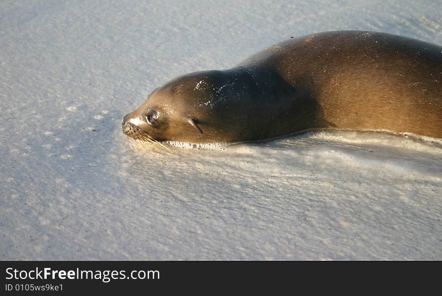 A sea lion sleeping in the surf at Galapagos Islands, Ecuadro. A sea lion sleeping in the surf at Galapagos Islands, Ecuadro.