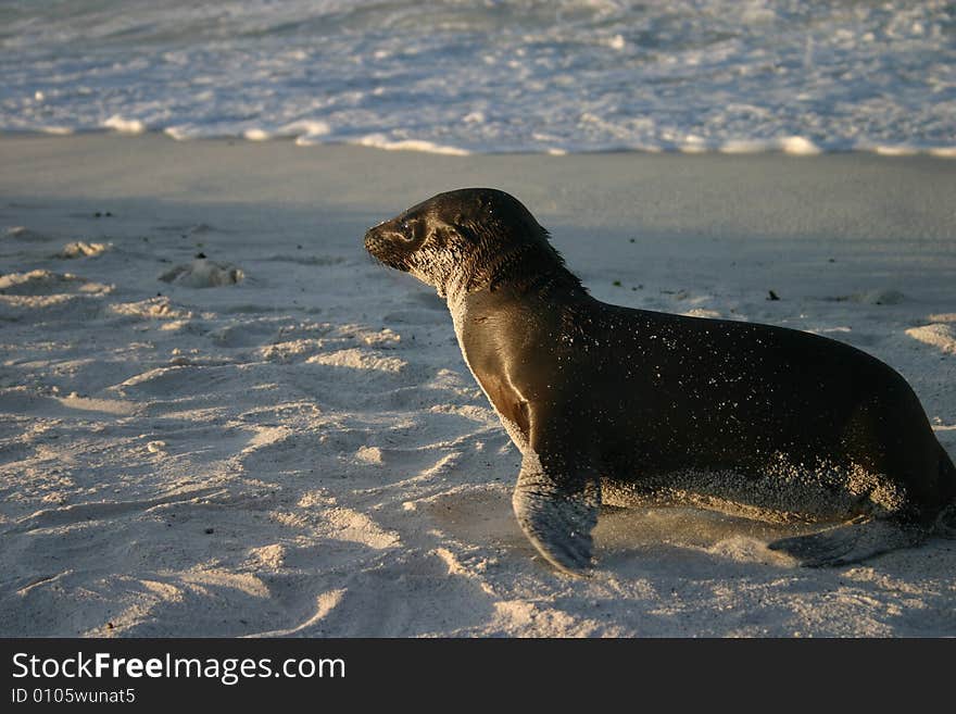 A sea lion frolicking in the sand at Galapagos Islands, Ecuadro.