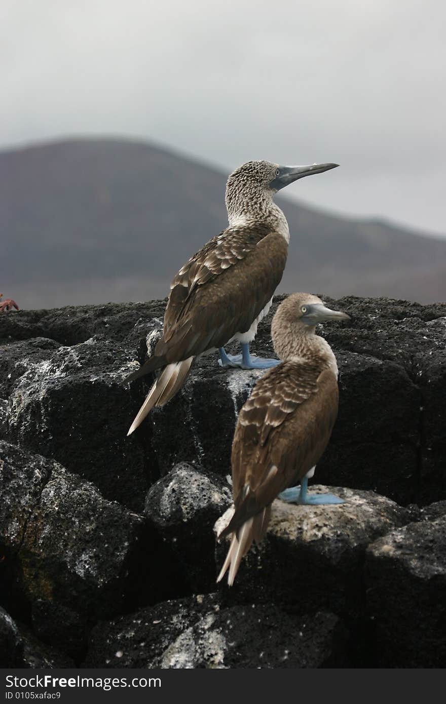 Blue-Footed Bobby