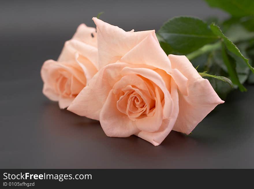 Rose On A Dark Background